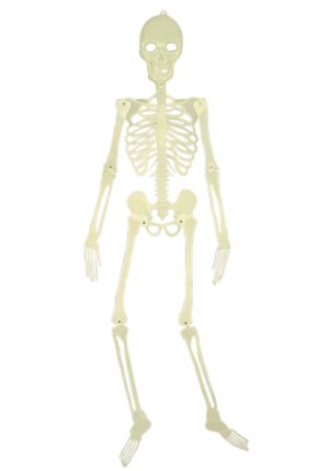 5FT Glow in the Dark Skeleton Prop | Skeleton Decorations