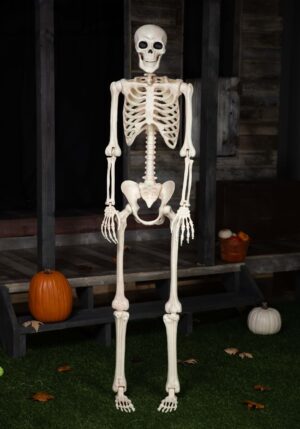 6.1FT Life-Size Classic Skeleton Decoration | Skeleton Decorations