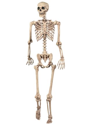5FT Realistic Life Size Poseable Skeleton Decoration | Skeleton Decorations