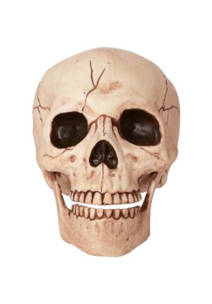 7-Inch Skull with Movable Jaw Decoration Prop | Skulls