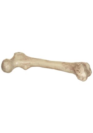9-Inch Big Bone Prop Decoration | Skeleton Decorations
