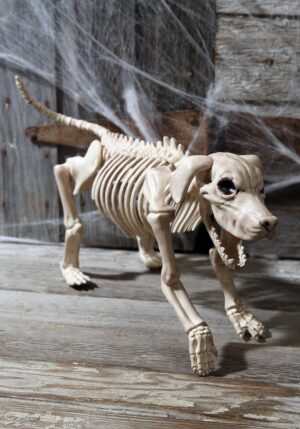 20-Inch Beagle Bonez Skeleton Dog Prop | Animal Skeletons
