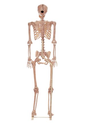 3.5FT Metal Stand for Life Size Human Skeleton Decoration | Halloween Decorations