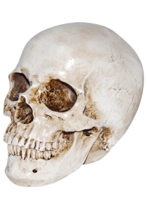 6-Inch Realistic Deluxe Skull Decoration | Skeletons Decorations
